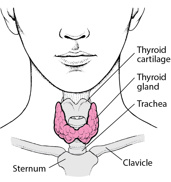 THYROID- ALL YOU WANT TO KNOW BOUT IT