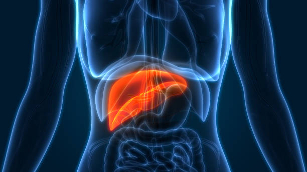 Liver Health
